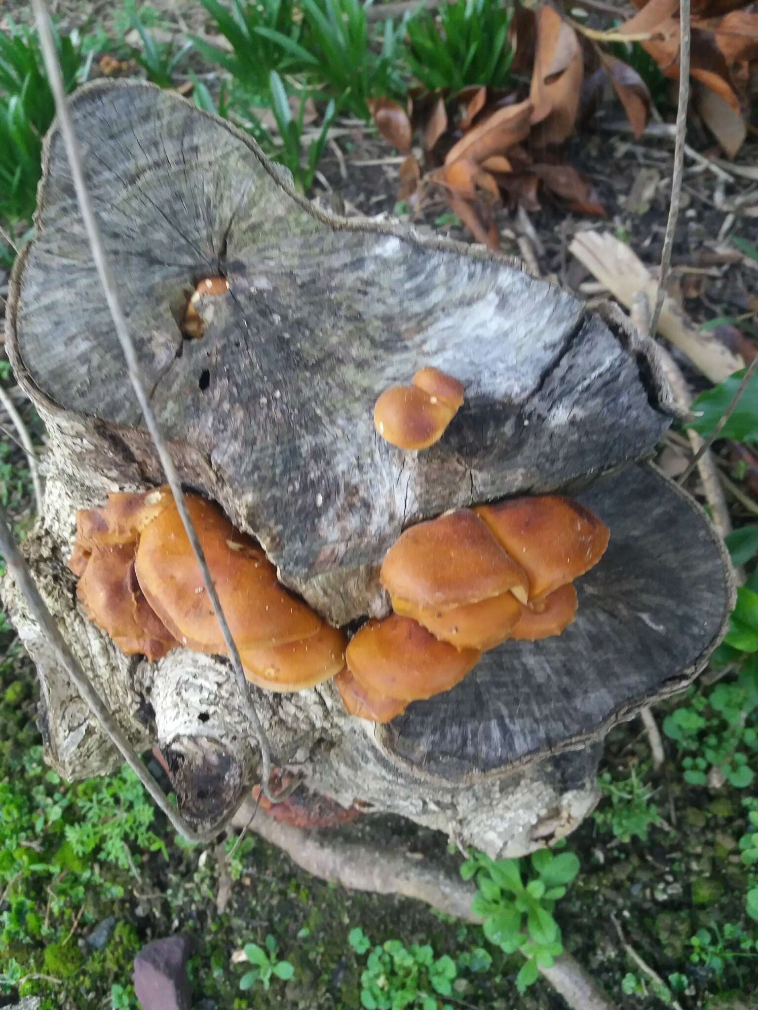 Plancia ëd Flammulina velutipes (Curtis) Singer 1951