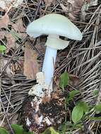 Image of False deathcap