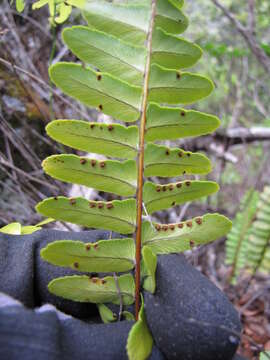 Image of narrow swordfern