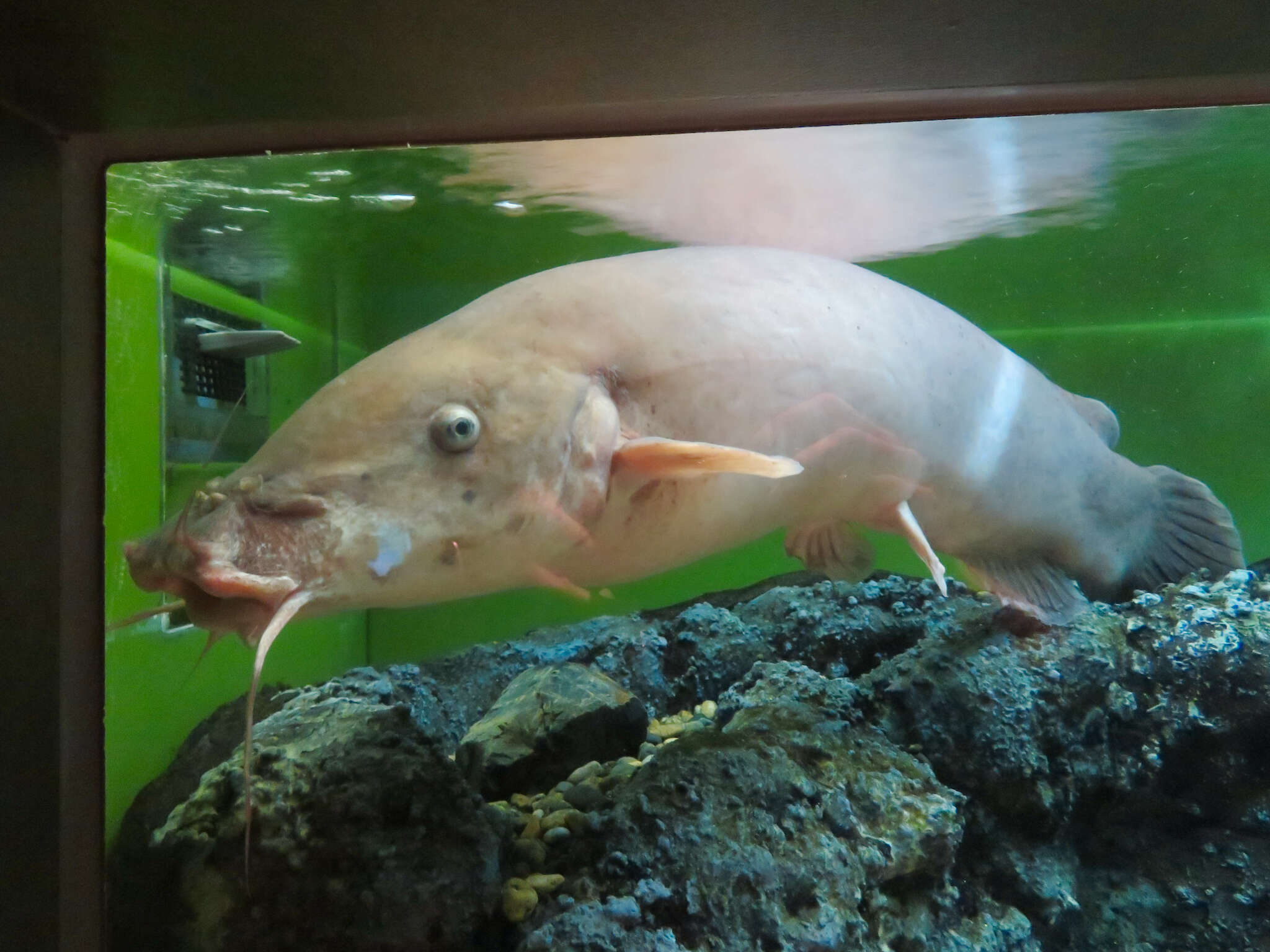 Image of electric catfishes