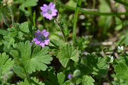 Imagem de Geranium molle L.