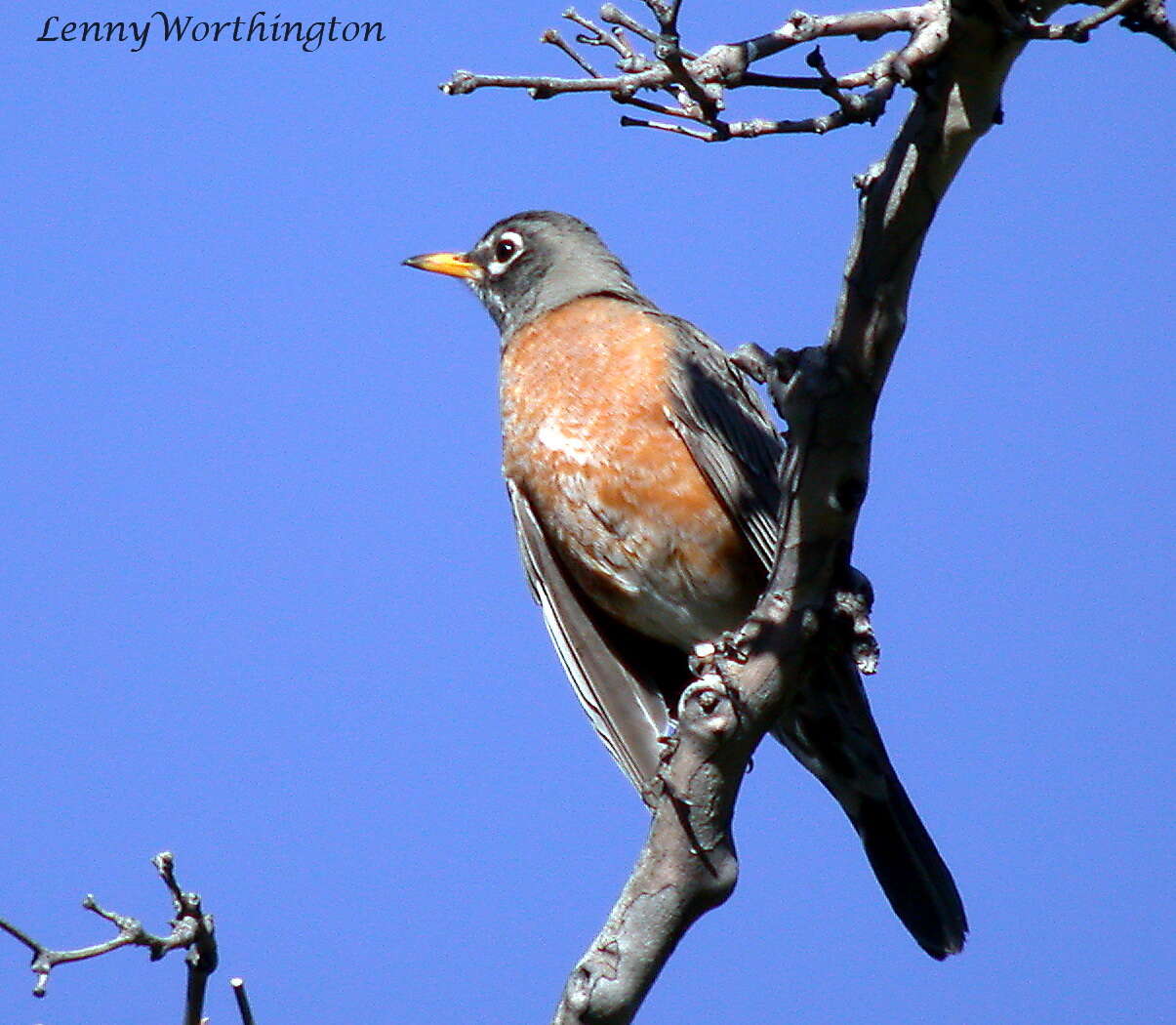 Image of American Robin