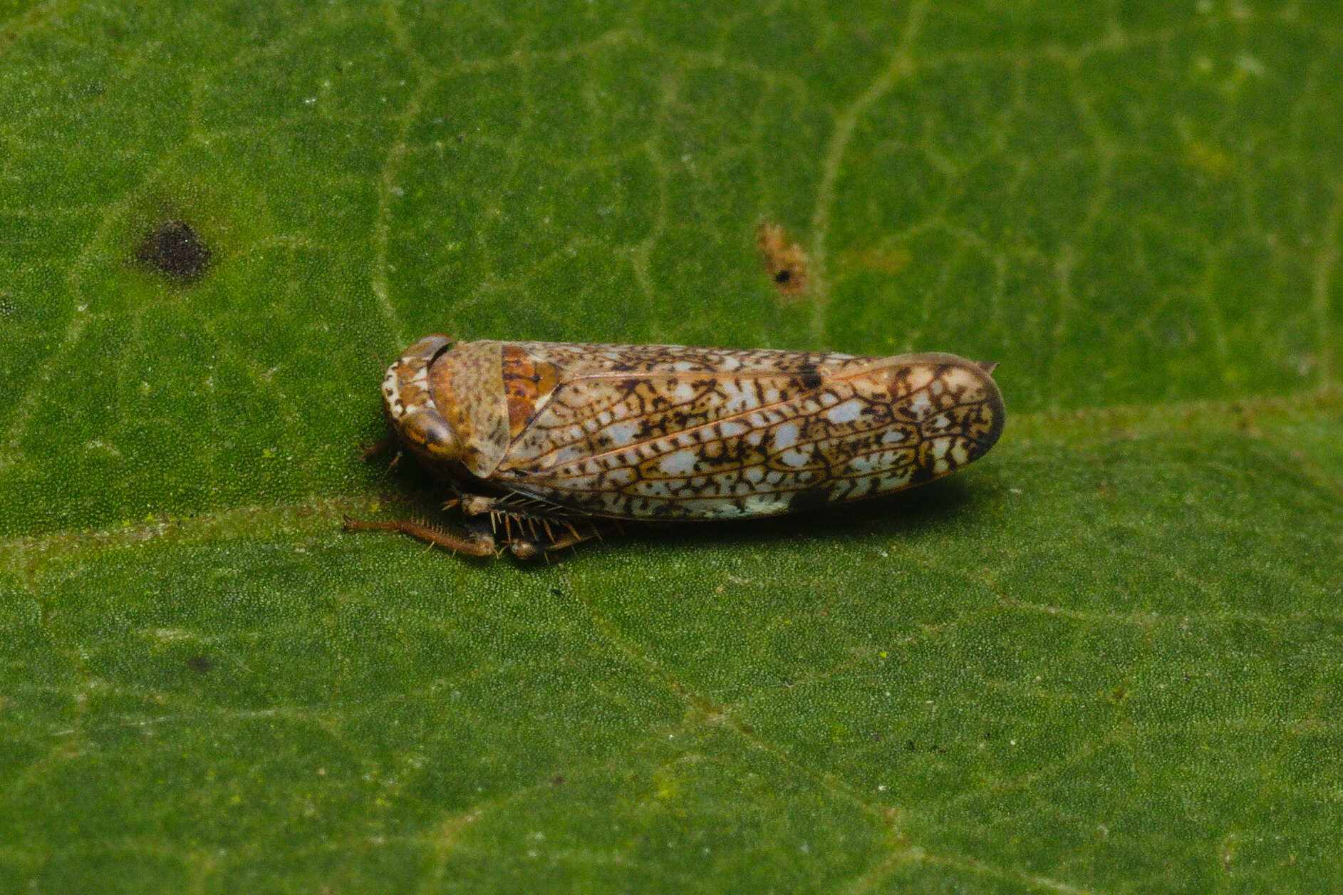 Image of Japanese Leafhopper