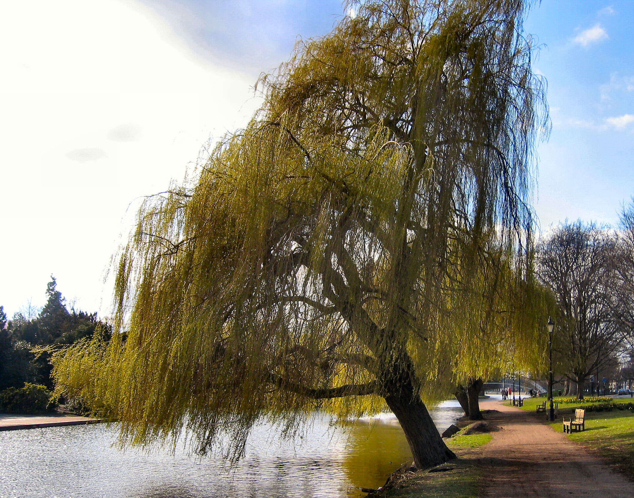 Plancia ëd Salix babylonica L.