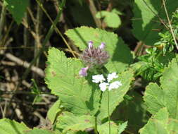 Image of wild basil