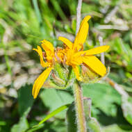 Image of mountain arnica