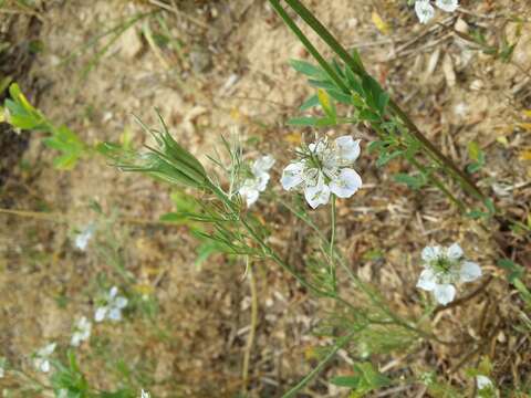 Nigella arvensis L. resmi