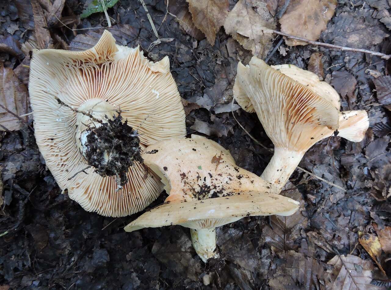 صورة Lactarius acerrimus Britzelm. 1893