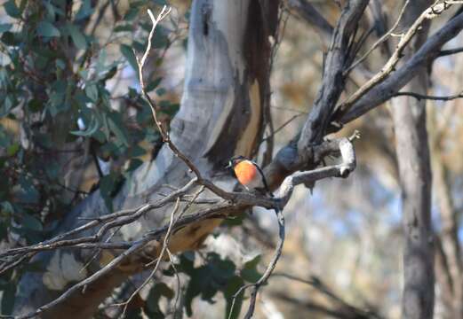 Image of Scarlet Robin