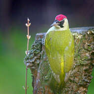 Image of Eurasian Green Woodpecker