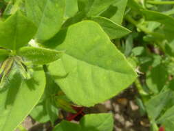 Image of Winged Pea