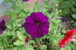 Image of petunia