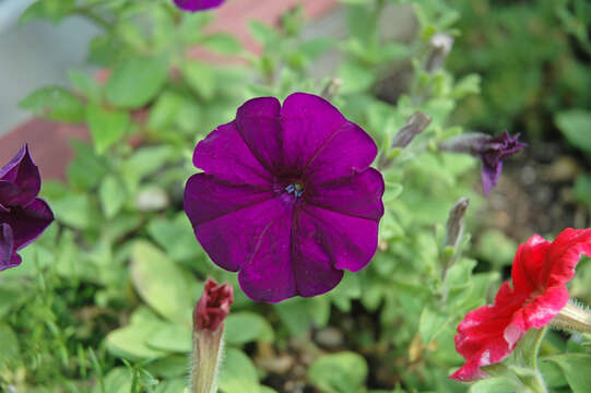 Image of petunia