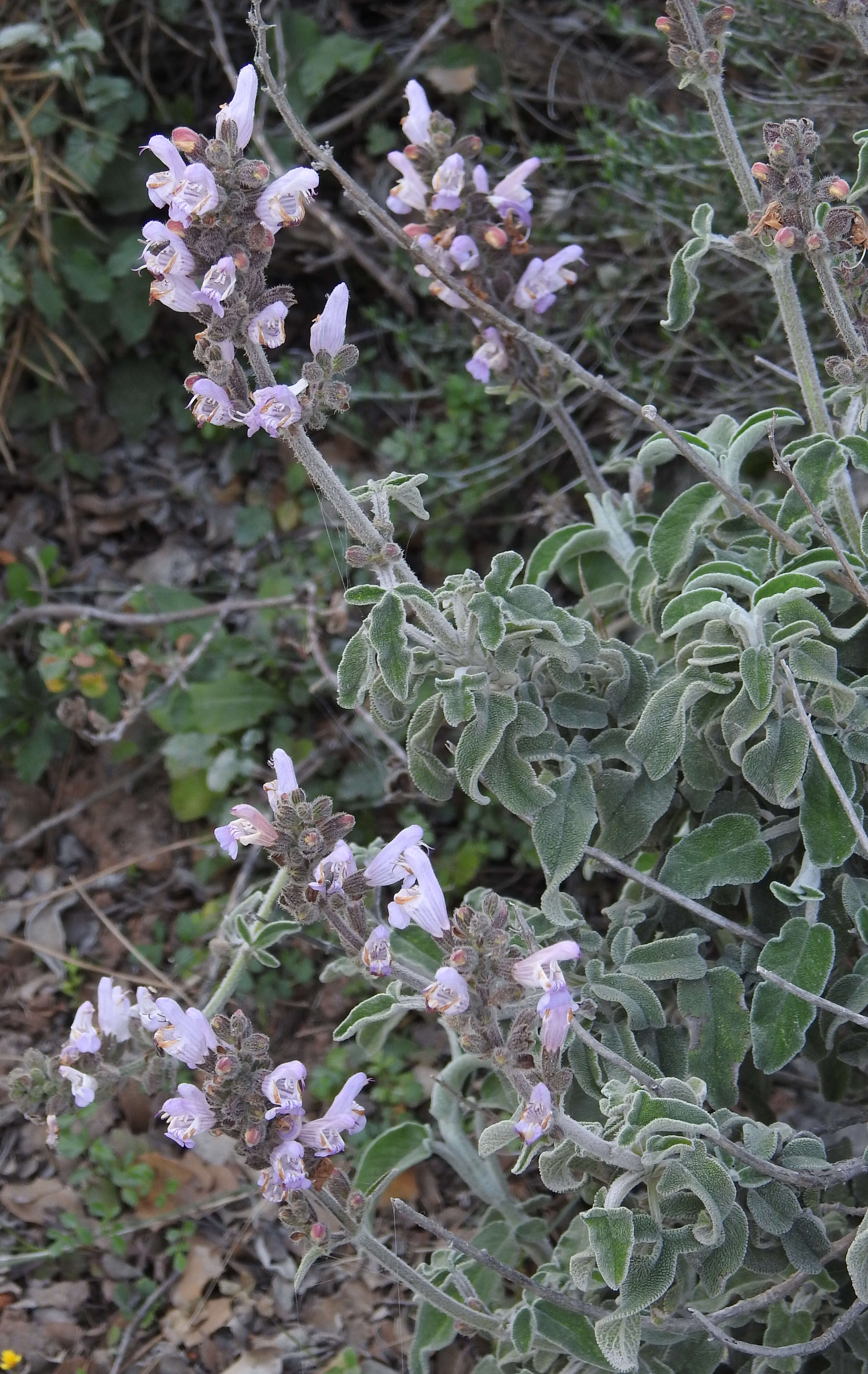 Imagem de Salvia fruticosa Mill.