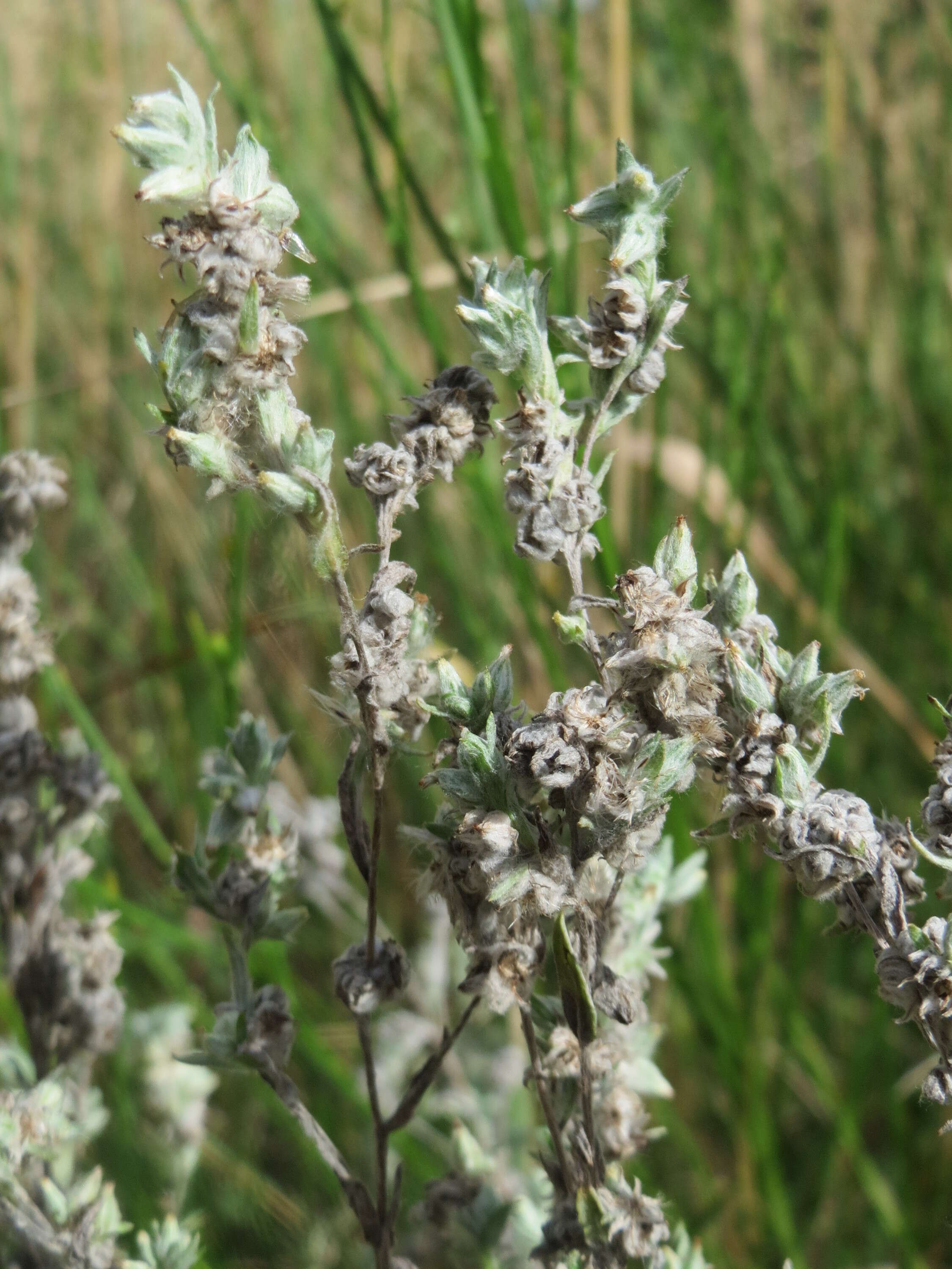 Logfia arvensis (L.) Holub resmi