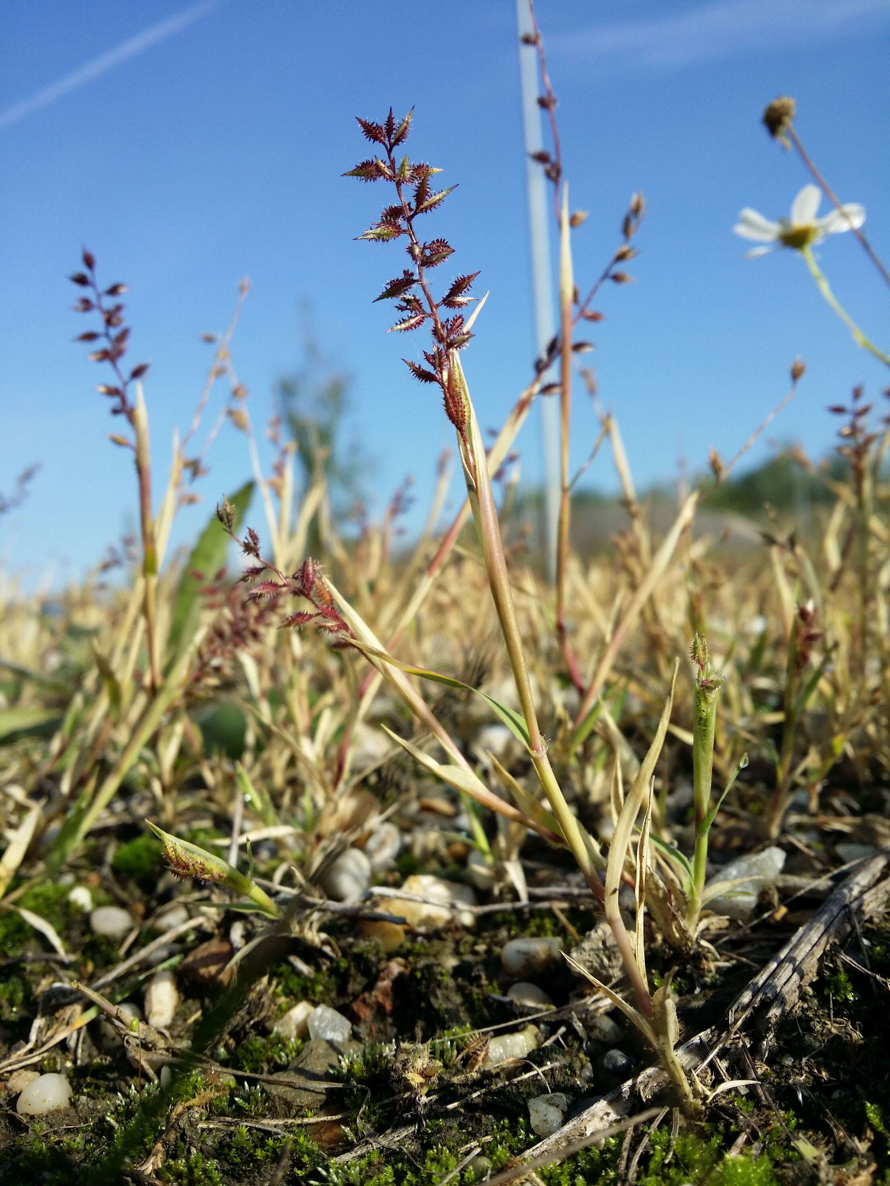 Image of stalked bur grass