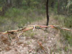 صورة Cymbopogon refractus (R. Br.) A. Camus