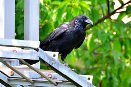 Image of Eastern Carrion Crow