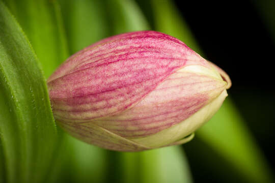 Image of Large-flowered Cypripedium