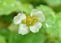 Image of pink barren strawberry