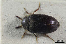 Image of Attagenus