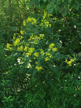 Слика од Verbesina alternifolia (L.) Britt. ex Kearney