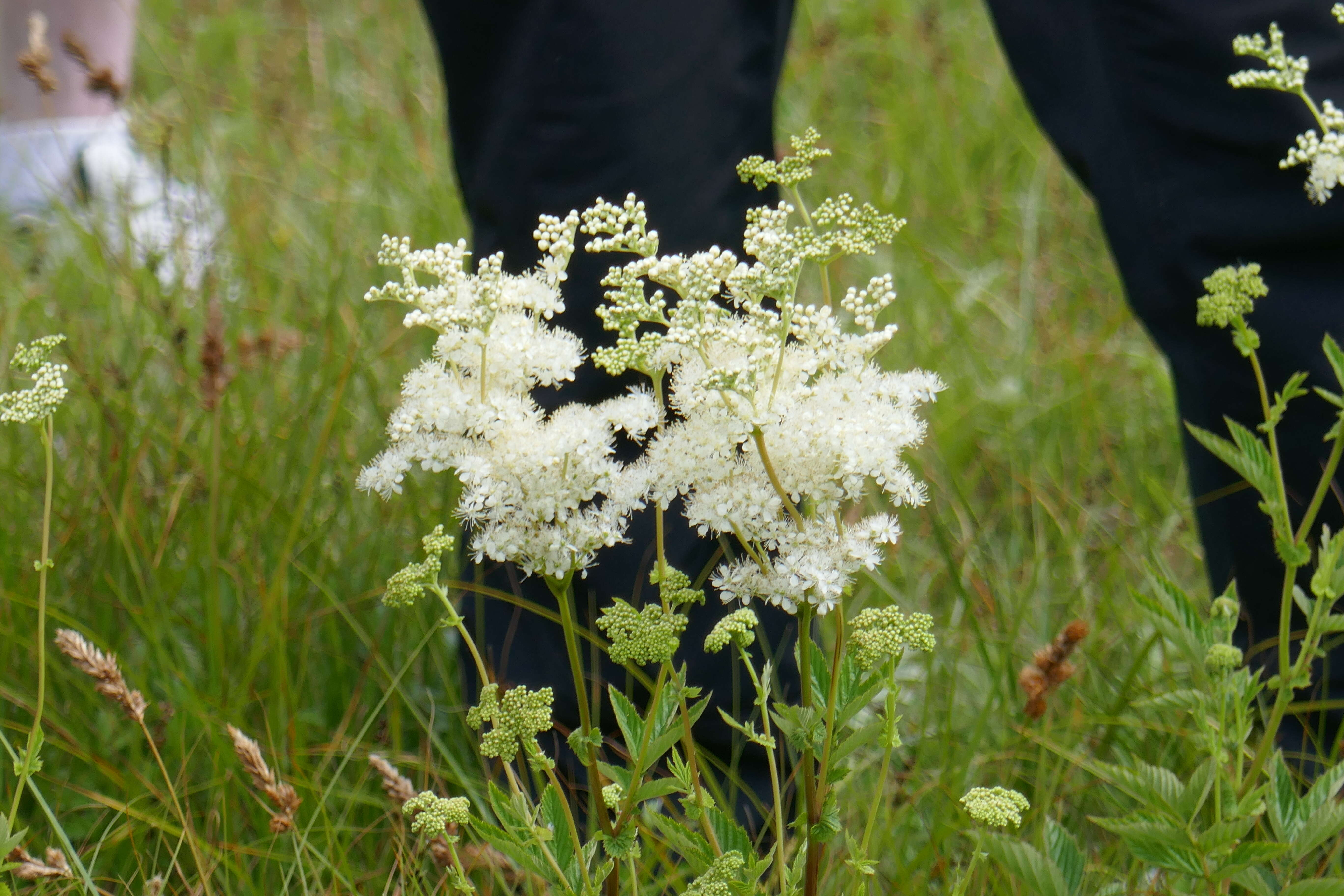 Image of Meadowsweet