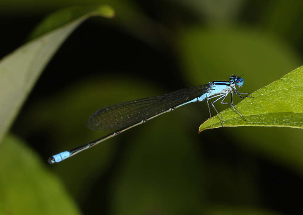 Image of Turquoise Bluet