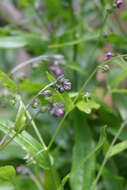 Image of Green Hound's-tongue