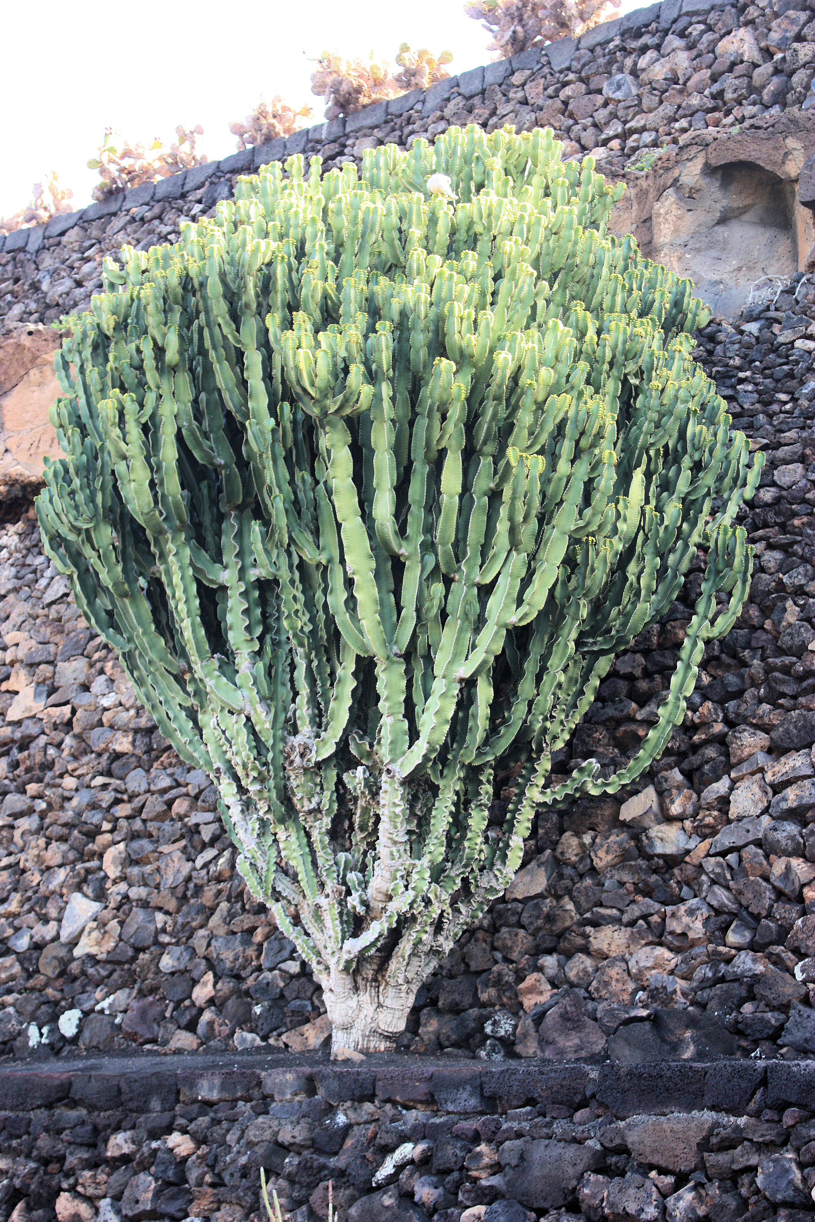 Image of Euphorbia abyssinica J. F. Gmel.
