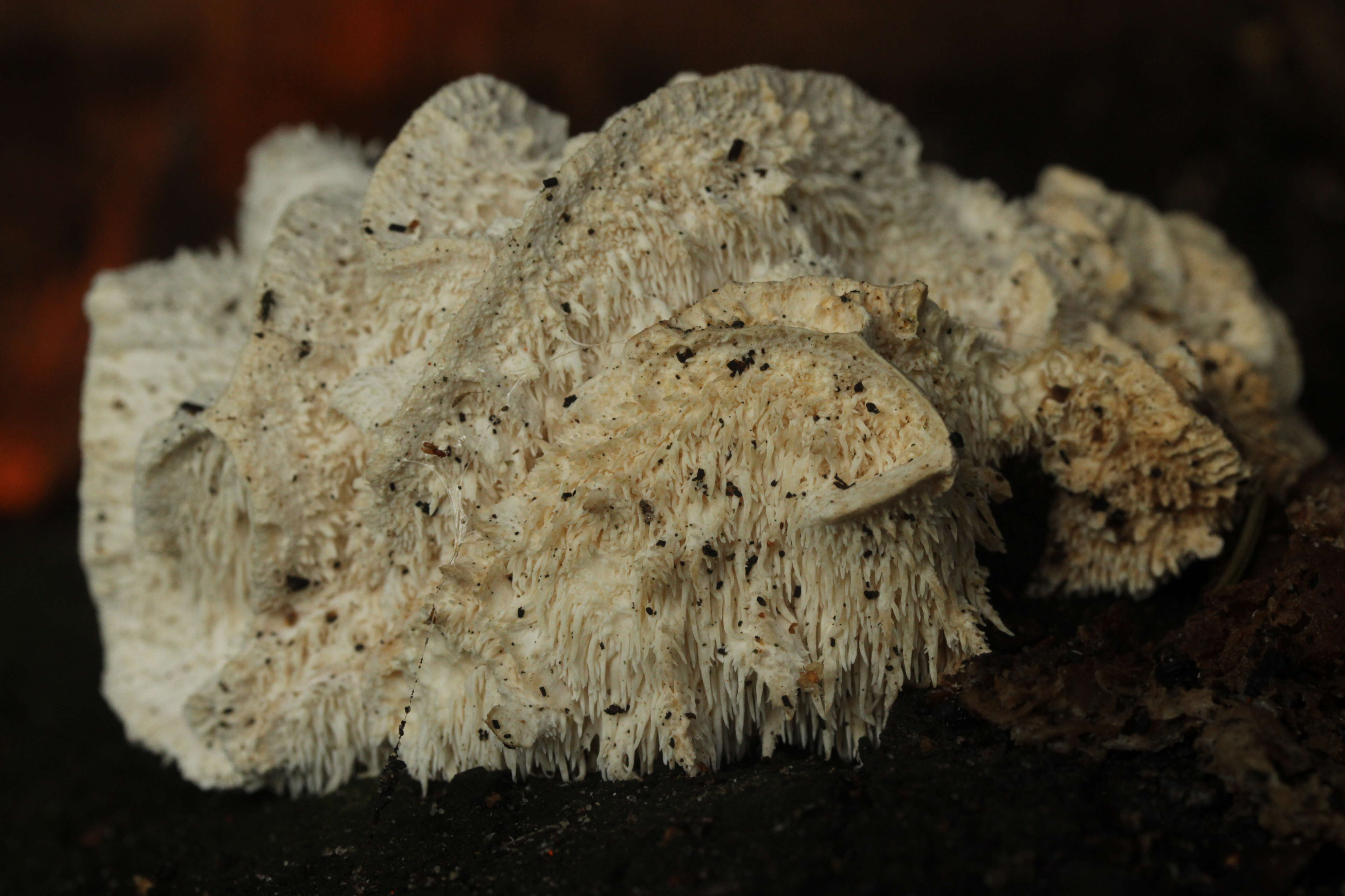 Image of Hericium cirrhatum (Pers.) Nikol. 1950