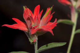 Image of Indian paintbrush