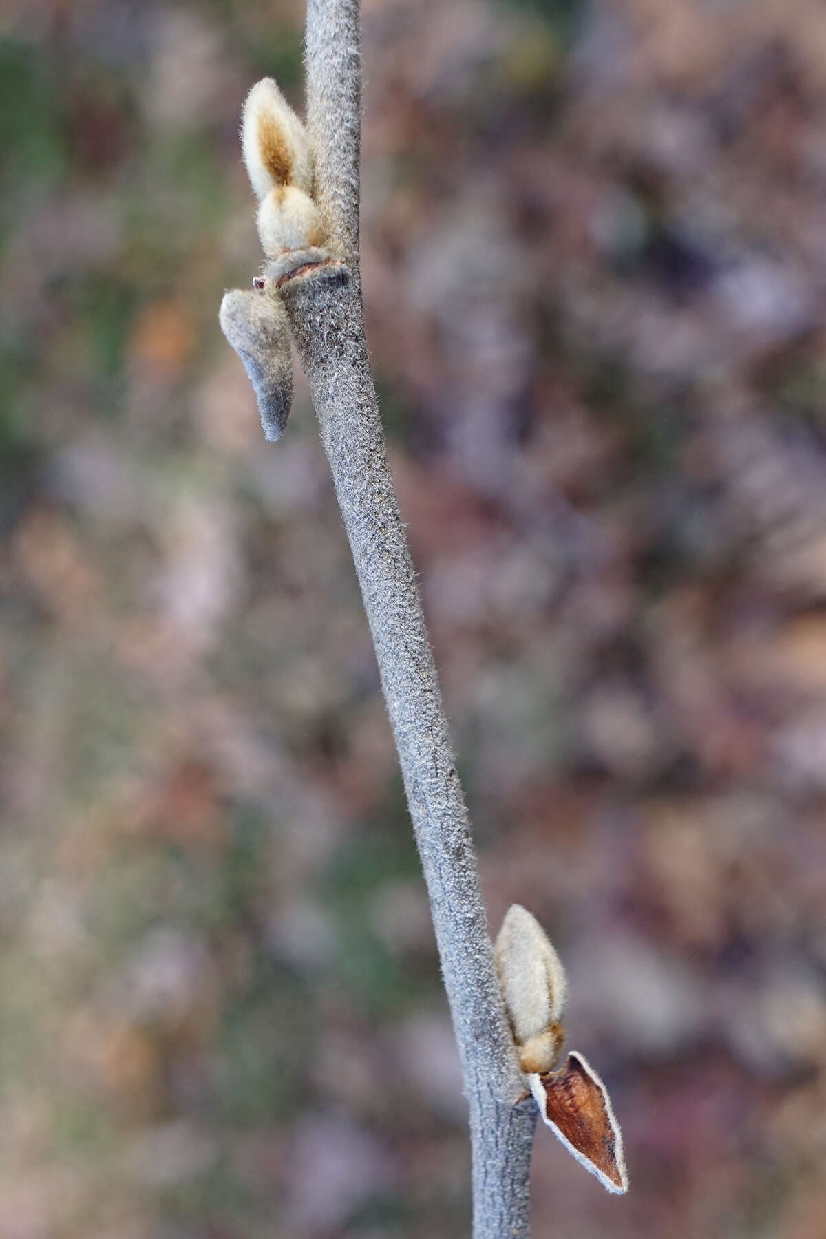 Hamamelis mollis Oliv. resmi