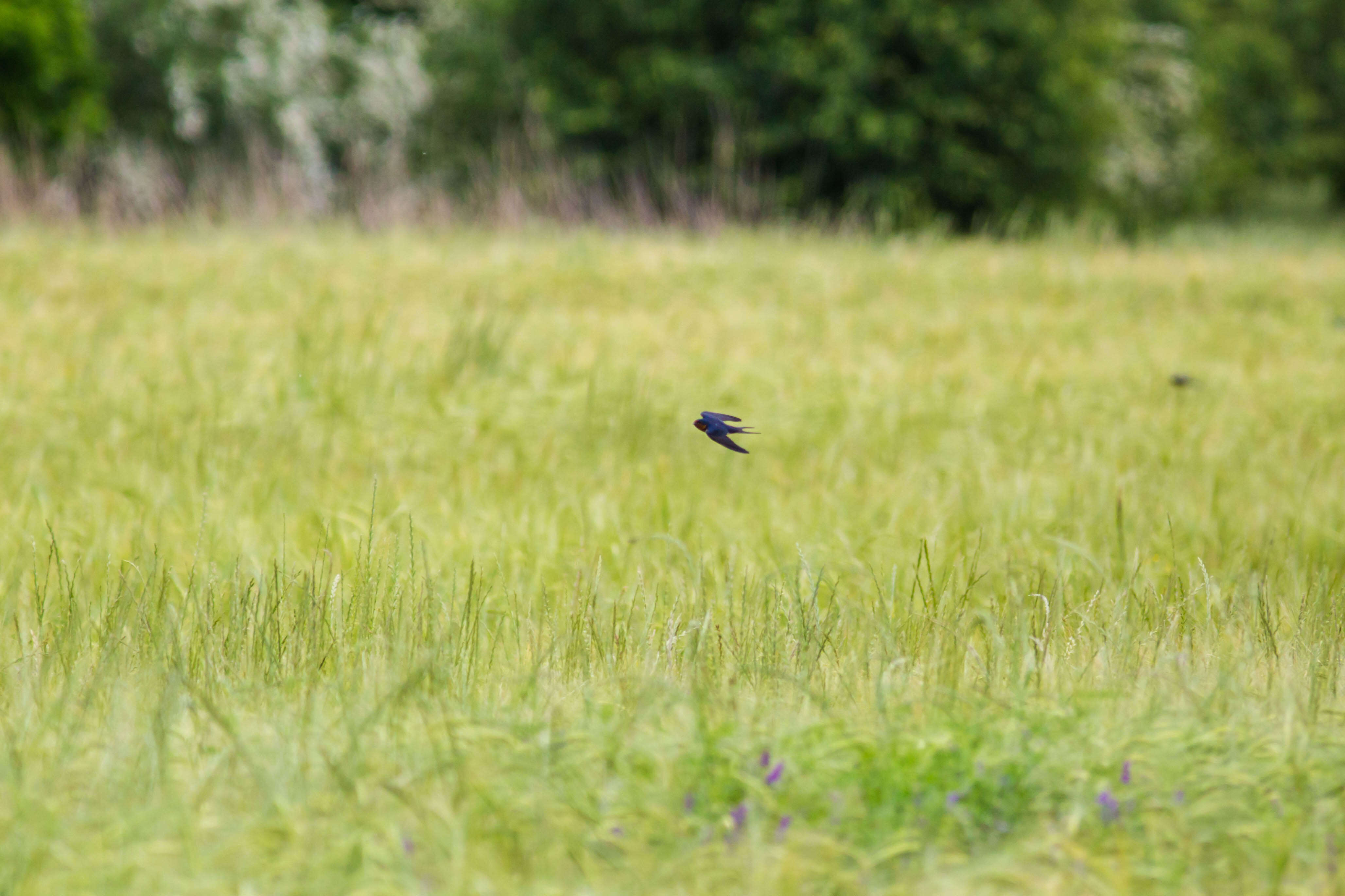 Image of Hirundo Linnaeus 1758