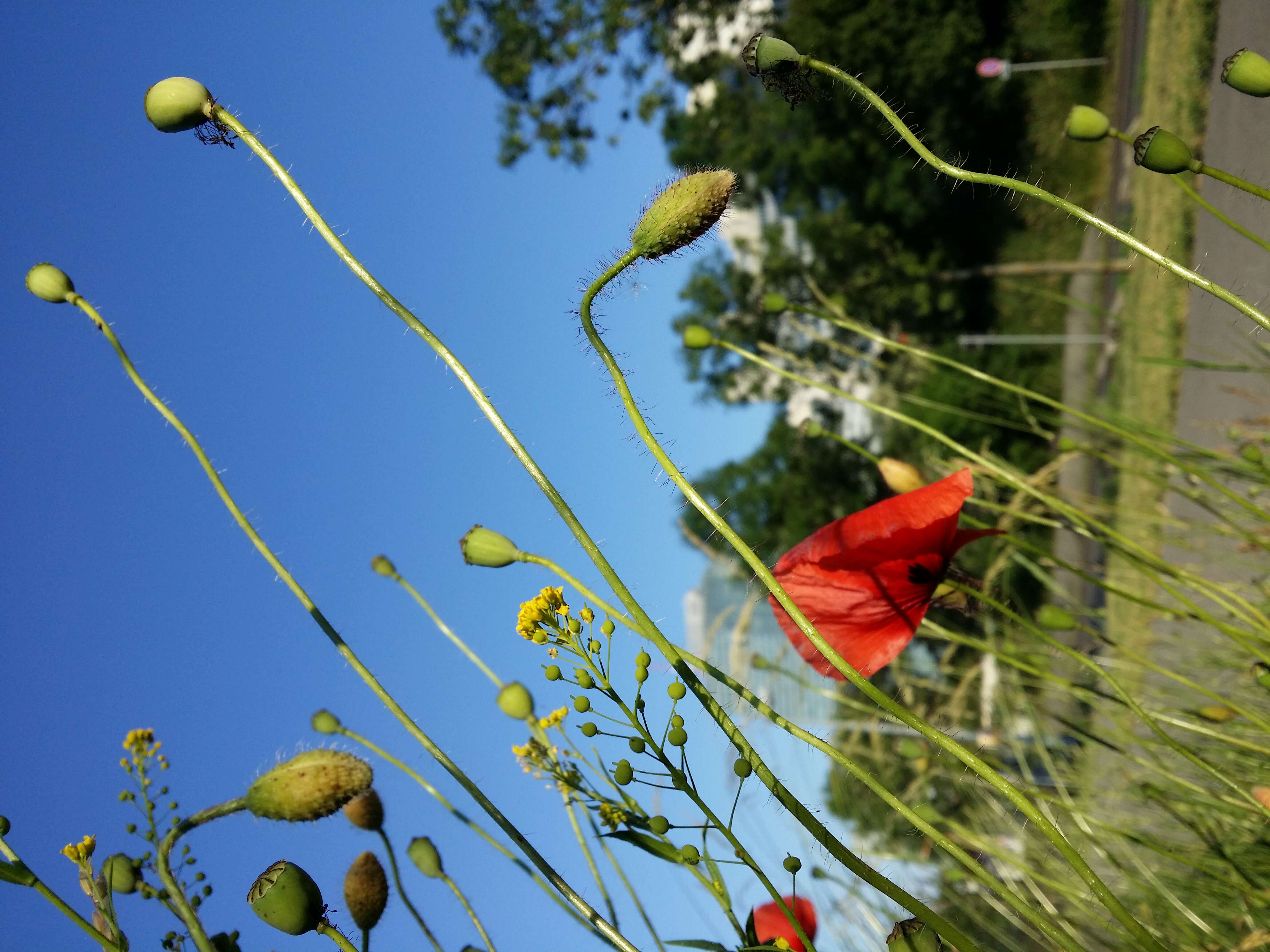 Image of ball mustard