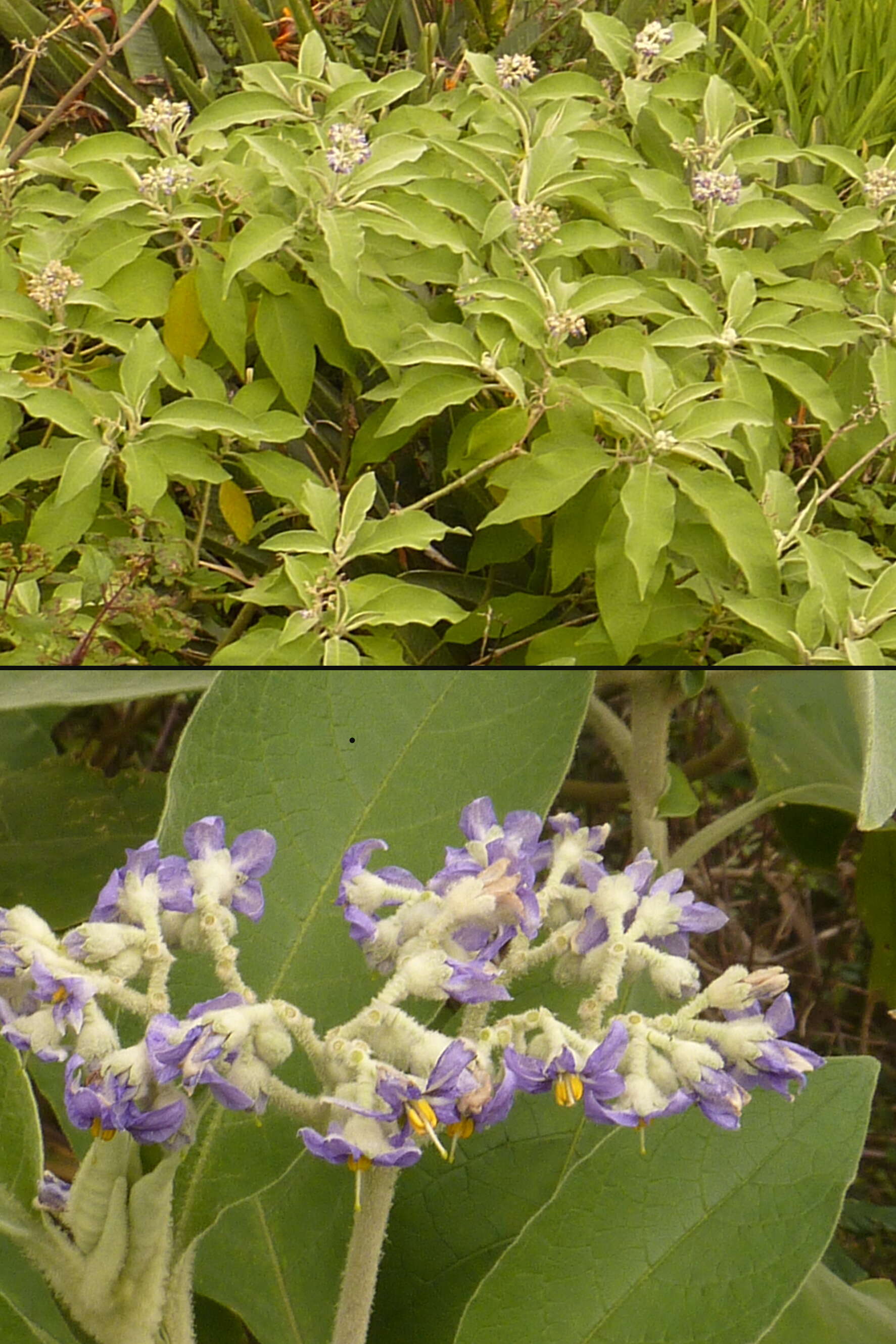 Image of earleaf nightshade