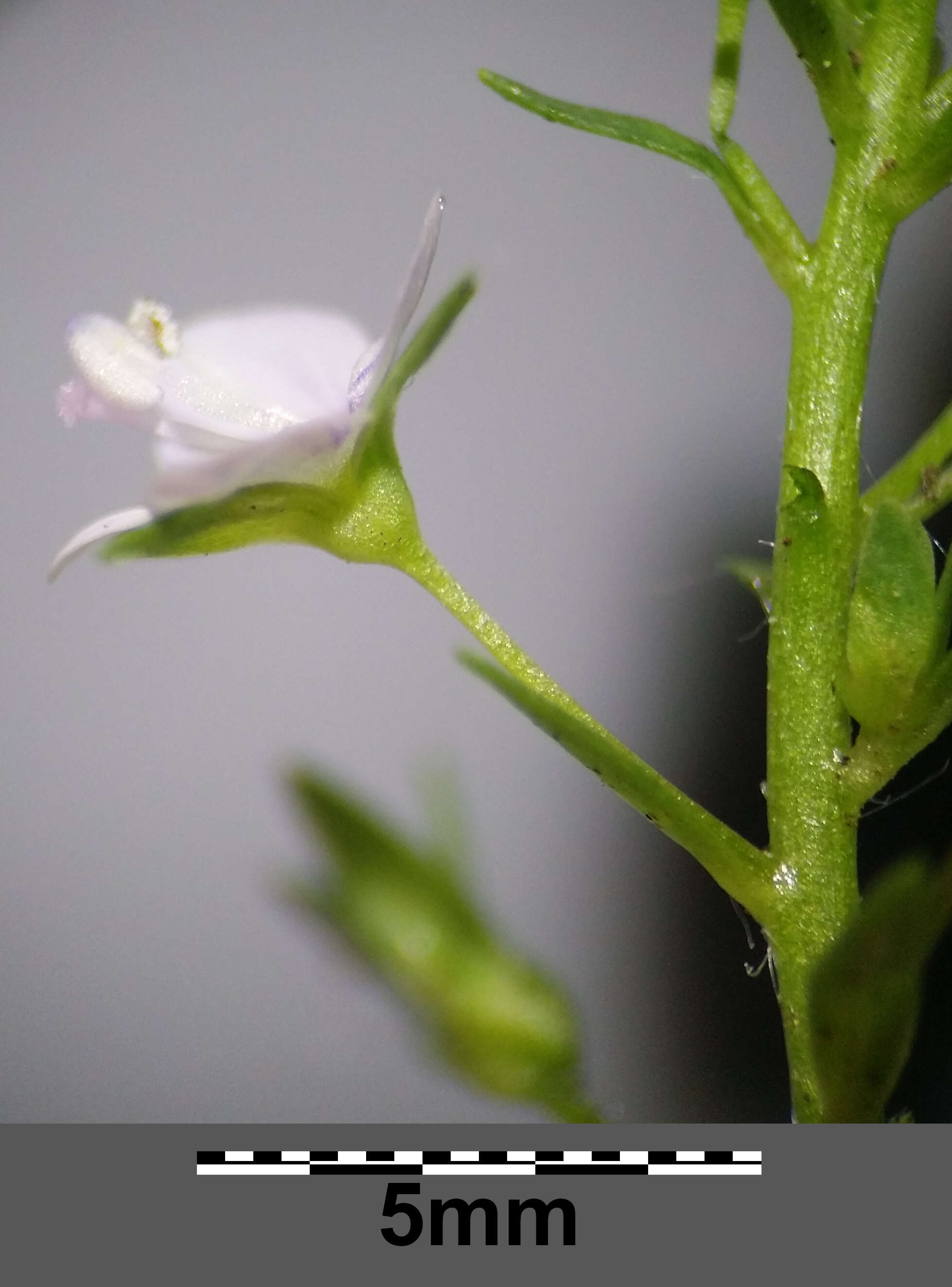 Image of Blue Water-speedwell