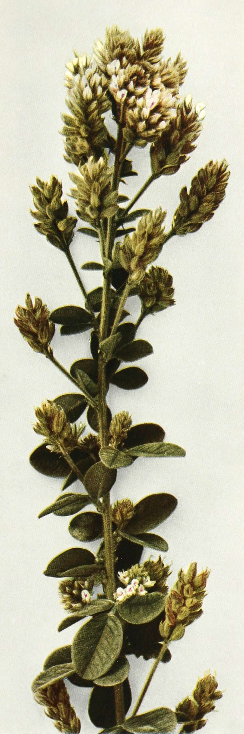 Image de Lespedeza hirta (L.) Hornem.