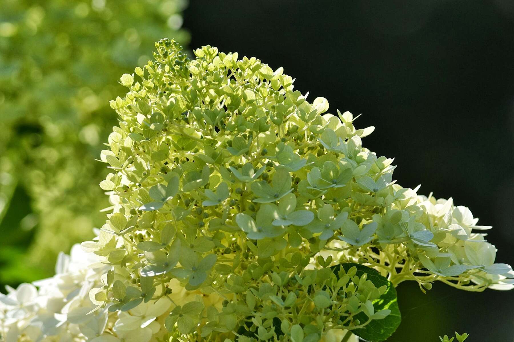 Image of panicled hydrangea