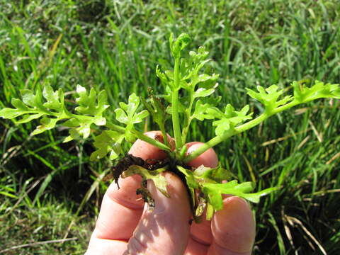 Image de Ceratopteris thalictroides (L.) Brongn.