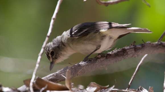 Image of Plumbeous Vireo