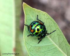 Image of <i>Chrysocoris stollii</i>