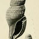 Image of Asperdaphne perissa (Hedley 1909)