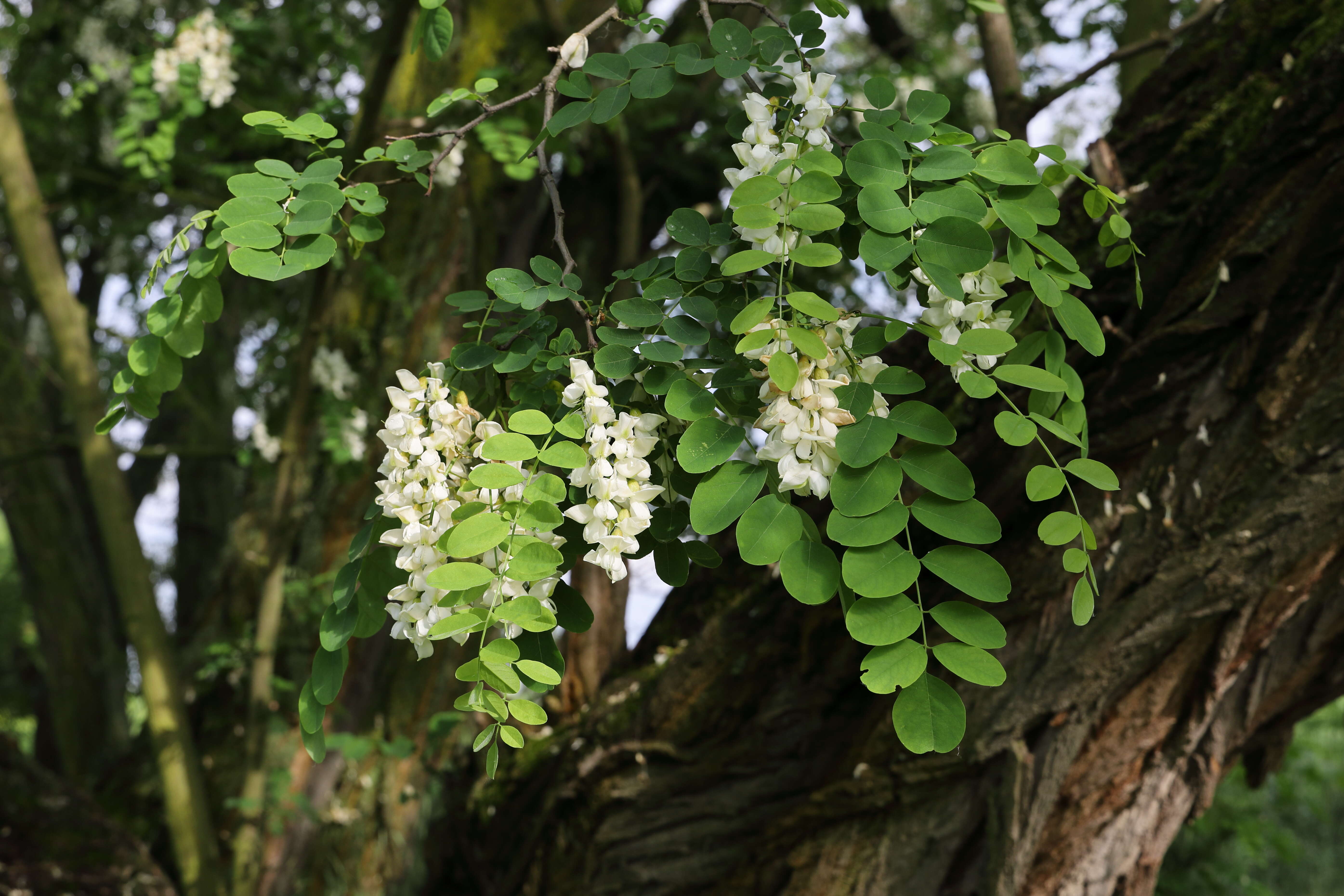 Image of black locust