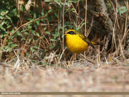 Image of Golden Bush Robin