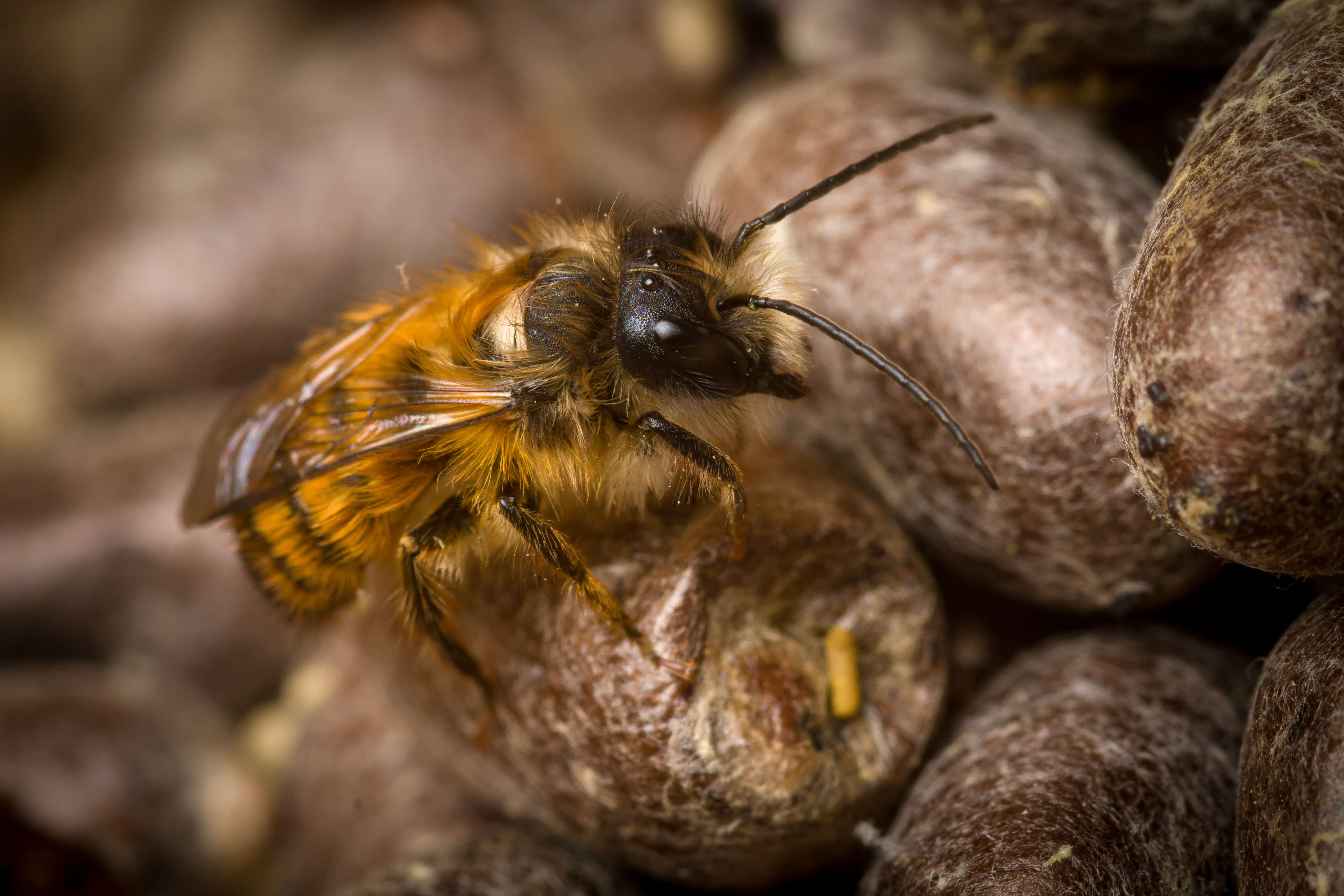 Image of Osmia rufa (Linnaeus 1758)