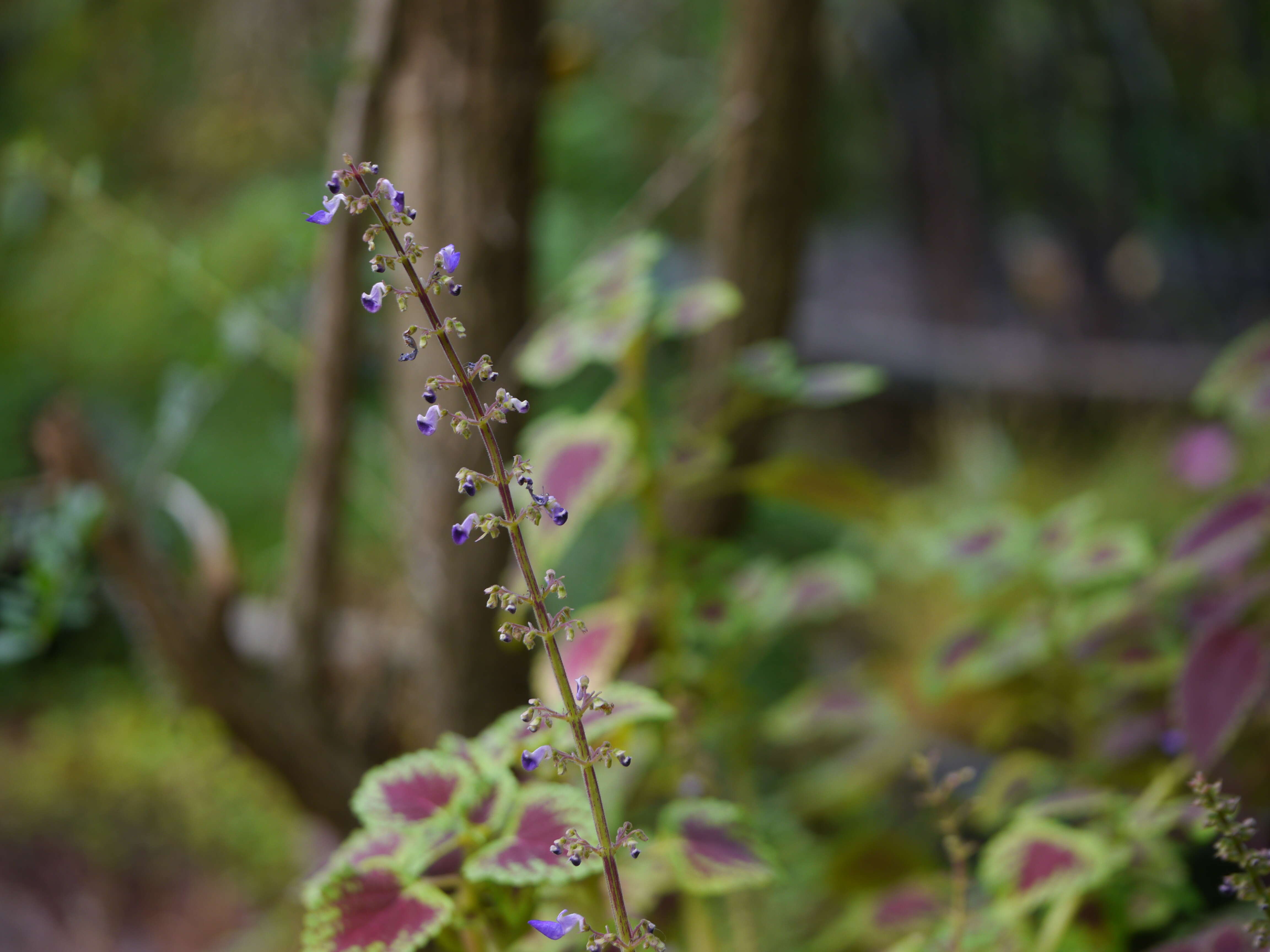 Image of common coleus