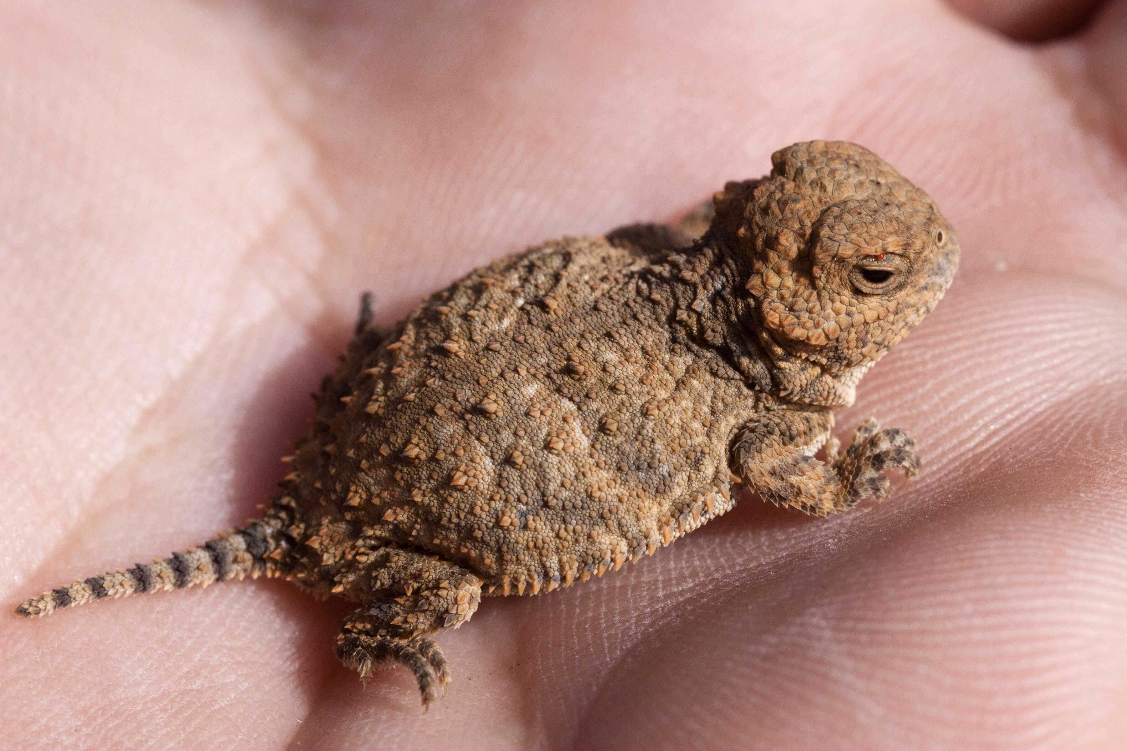 Image of Greater Short-horned Lizard