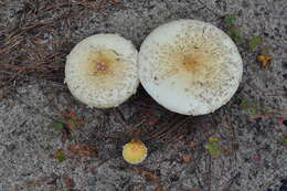 Imagem de Amanita muscaria var. guessowii