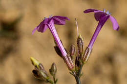 Image of aliciella